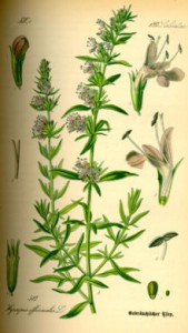 220px-Illustration_Hyssopus_officinalis0