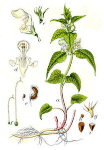 250px-Lamium_album_Sturm39