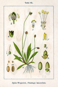 250px-Plantago_lanceolata_Sturm61