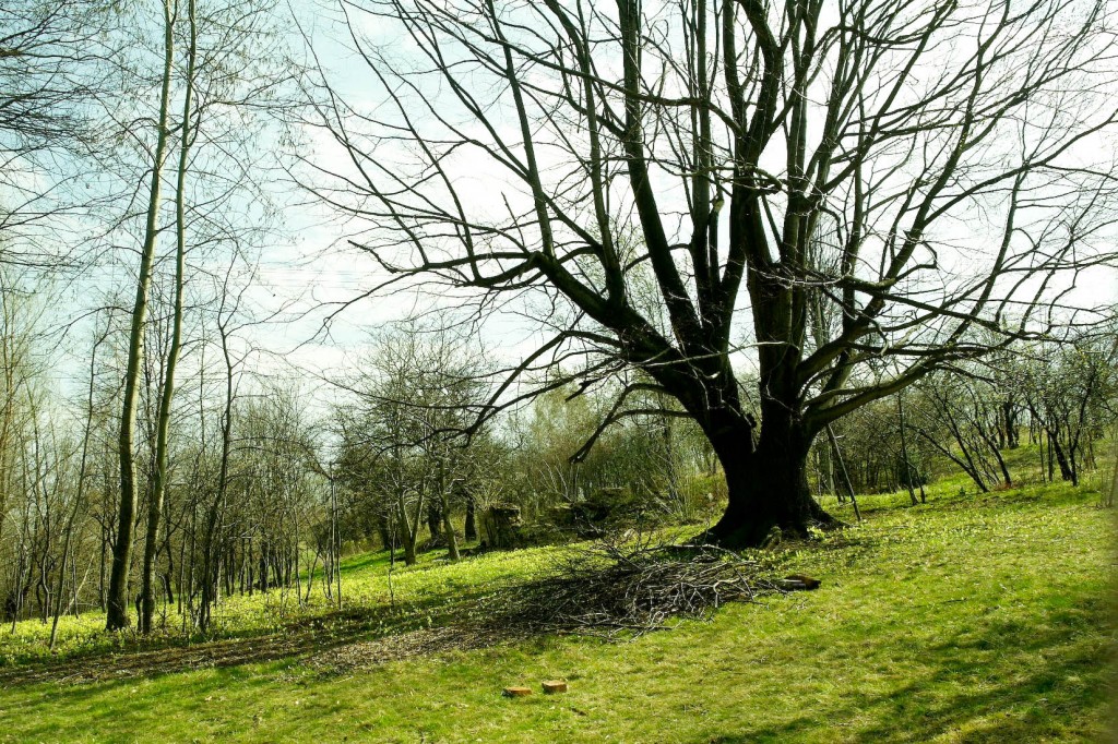 widok7