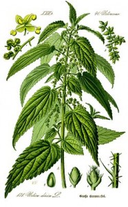 250px-Illustration_Urtica_dioica0_clean