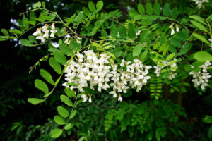 robinia akacjowa