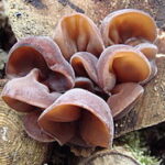 uszakbzowy