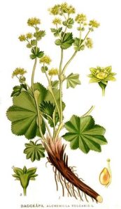 250px-Nordens_flora_Alchemilla_vulgaris_clean