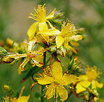 220px-Saint_johns_wart_flowers
