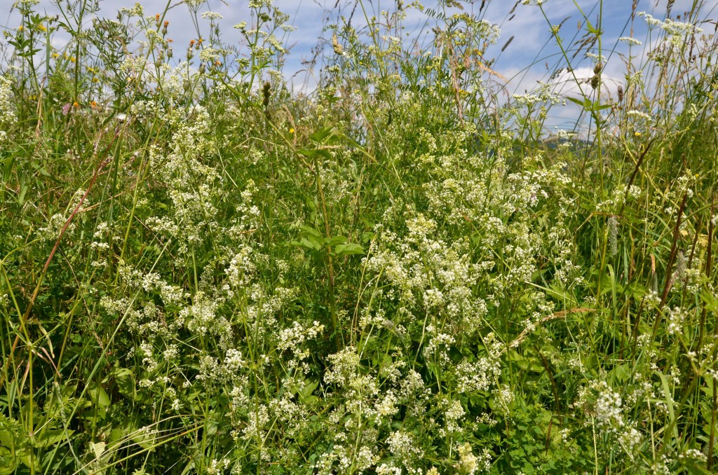 przytulia