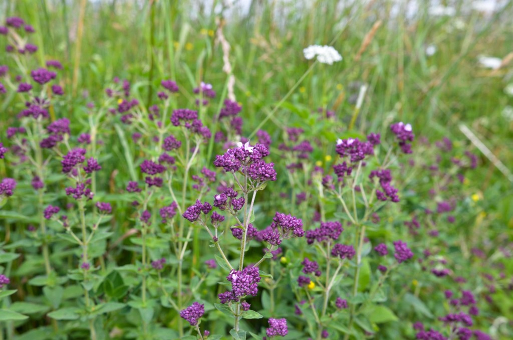 dzikie oregano
