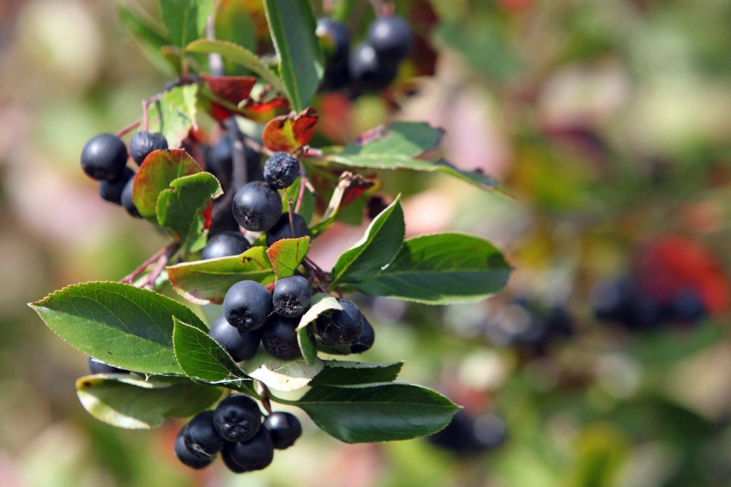 aronia - bezcenny dar natury