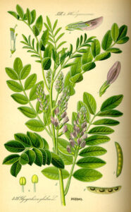 Lukrecja