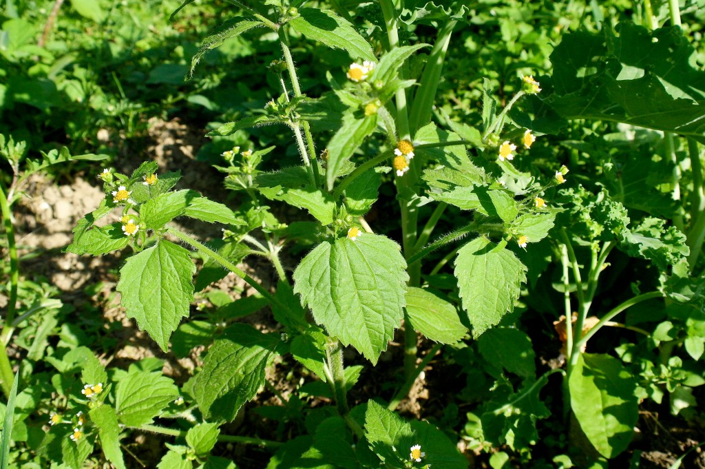 pesto z żółtlicy