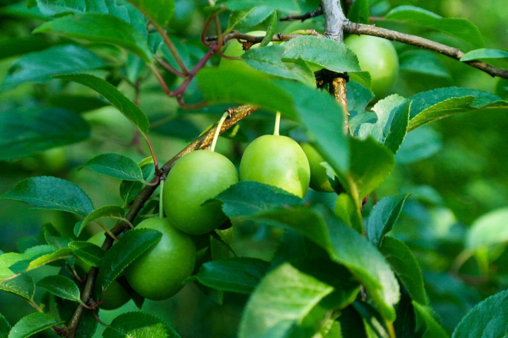 mirabelki