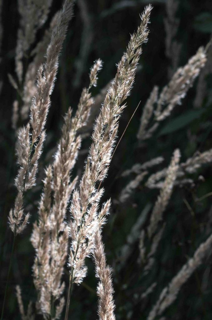 DSC_0072