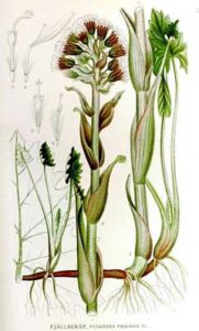 PetasitesFrigidus
