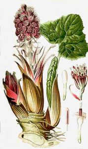 butterbur_root