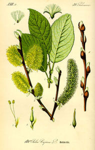 Wierzba iwa