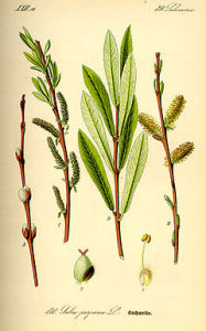Wierzba purpurowa