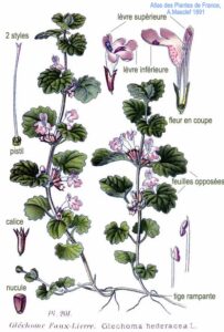 261_Glechoma_hederacea_L