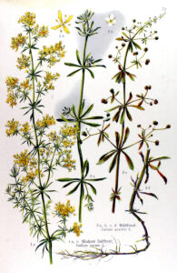 Galium-verum_extern_IMG_3694