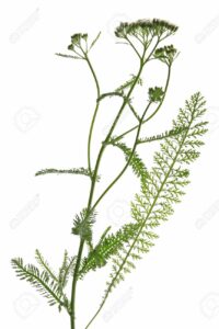 14272462-blooming-common-yarrow-Achillea-millefolium-against-a-white-background-Stock-Photo