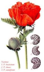 mak przykwiatkowy