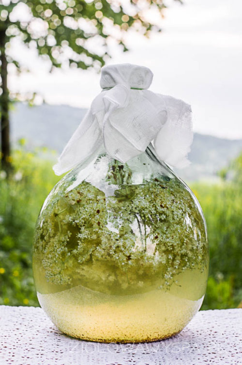 wino z kwiatów czarnego bzu