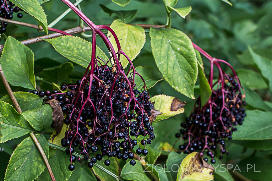 czarny bez