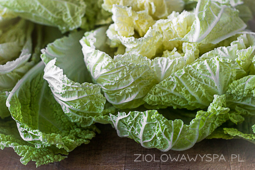 kimchi z ziołami