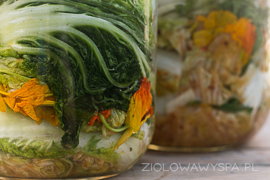 kimchi z ziołami