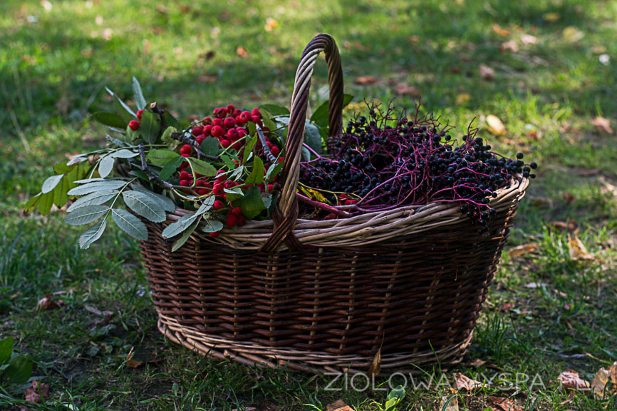 czarny bez, jarzębina