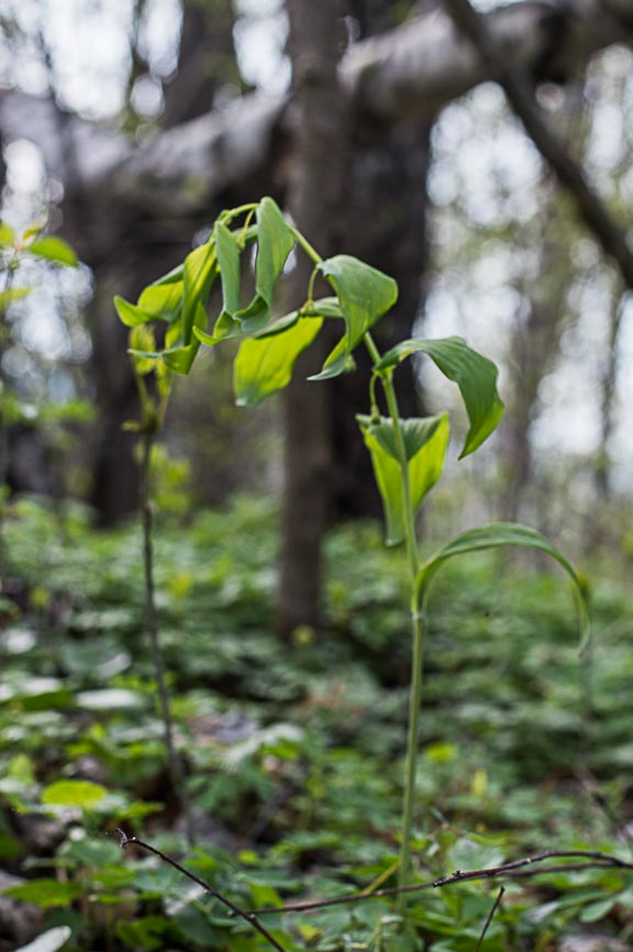 kokoryczka wonna