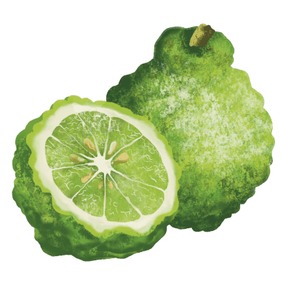 bergamotka-b.png