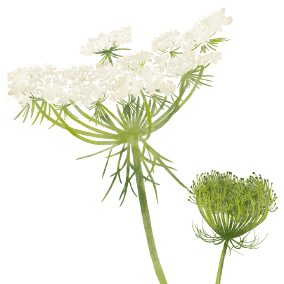 marchew-b.png