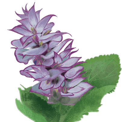 szalwia-b.png