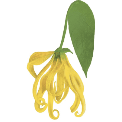 ylang-b.png