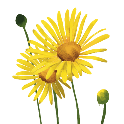 arnika.png